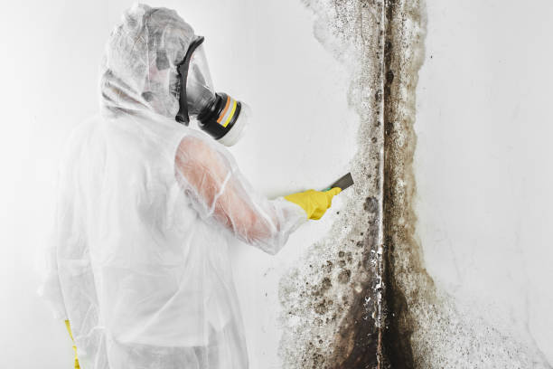 Best Bathroom Mold Remediation in Line Acres, MO