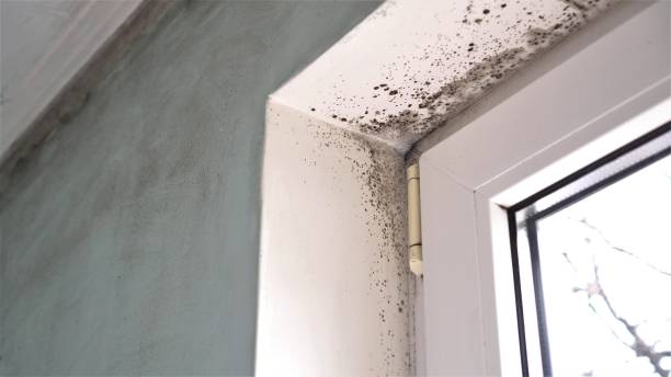 Best Kitchen Mold Remediation in Line Acres, MO