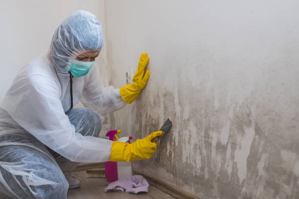 Best Health and Safety Mold Remediation in Line Acres, MO