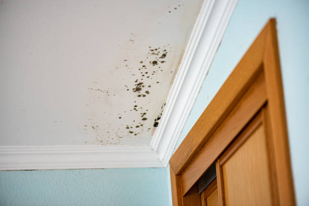 Best Preventive Mold Services in Line Acres, MO