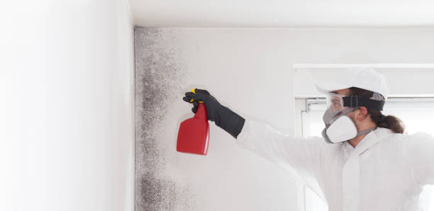 Best Mold Testing and Inspection Services in Line Acres, MO