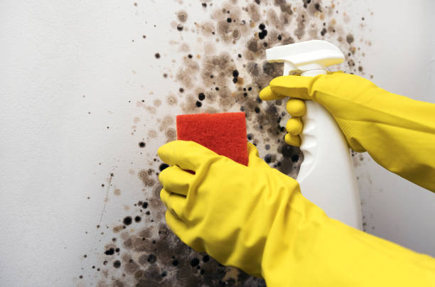 Best Residential Mold Remediation in Line Acres, MO