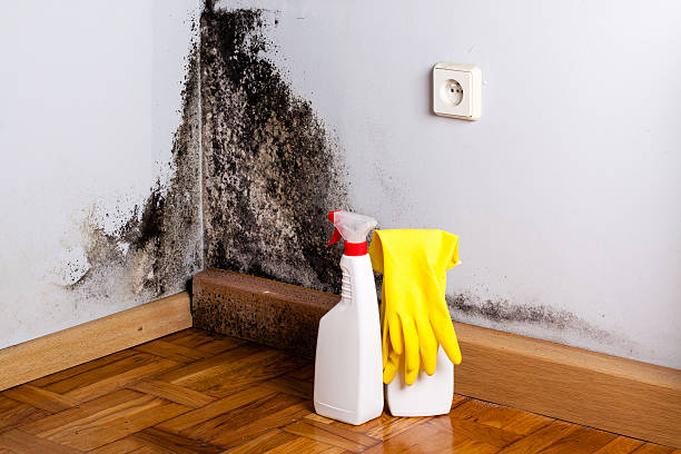 Best DIY Mold Remediation Support Services in Line Acres, MO
