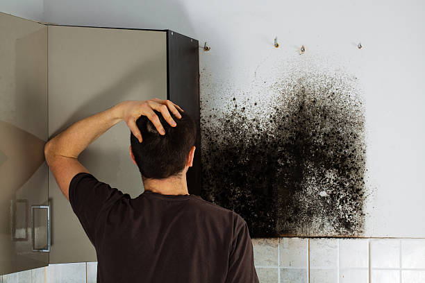 Best Mold Remediation for Specific Building Types in Line Acres, MO