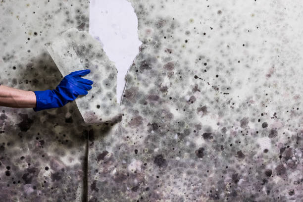 Best Post-Flood Mold Remediation in Line Acres, MO